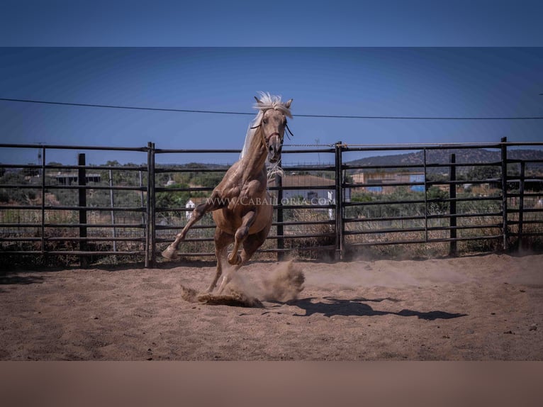 PRE Étalon 2 Ans 166 cm Palomino in Rafelguaraf