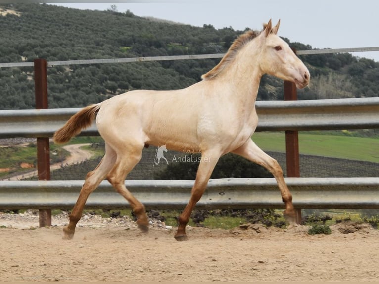 PRE Étalon 2 Ans 166 cm Perle in Miralvalles