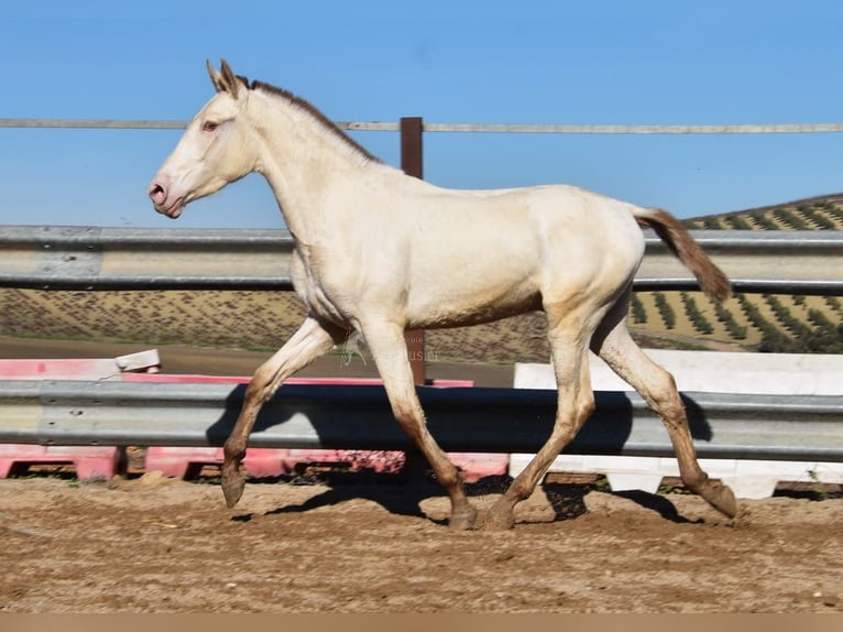PRE Étalon 2 Ans 166 cm Perle in Miralvalles
