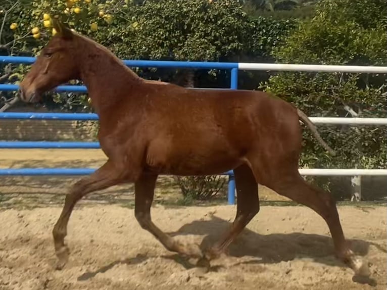PRE Étalon 2 Ans 167 cm Alezan in Fuentes De Andalucia