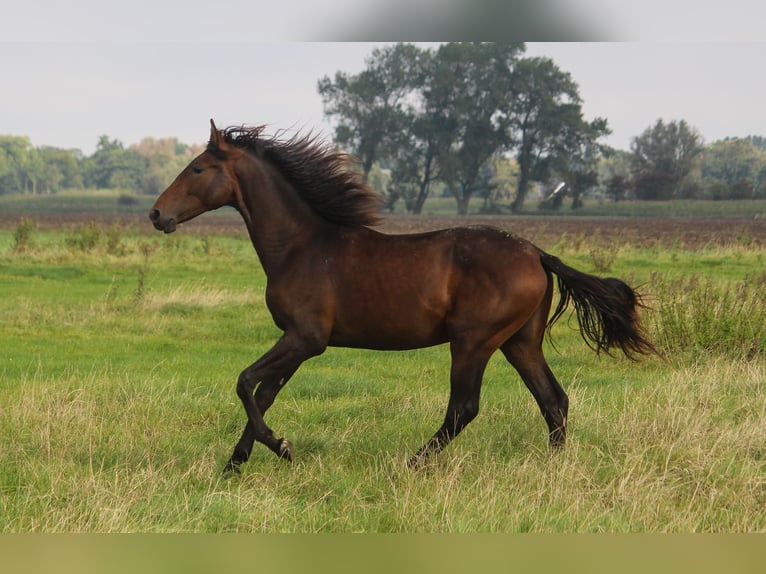 PRE Croisé Étalon 2 Ans 167 cm Bai brun in Wremen