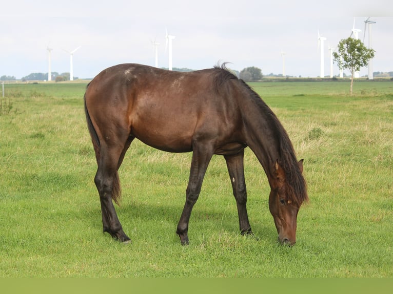 PRE Croisé Étalon 2 Ans 167 cm Bai brun in Wremen