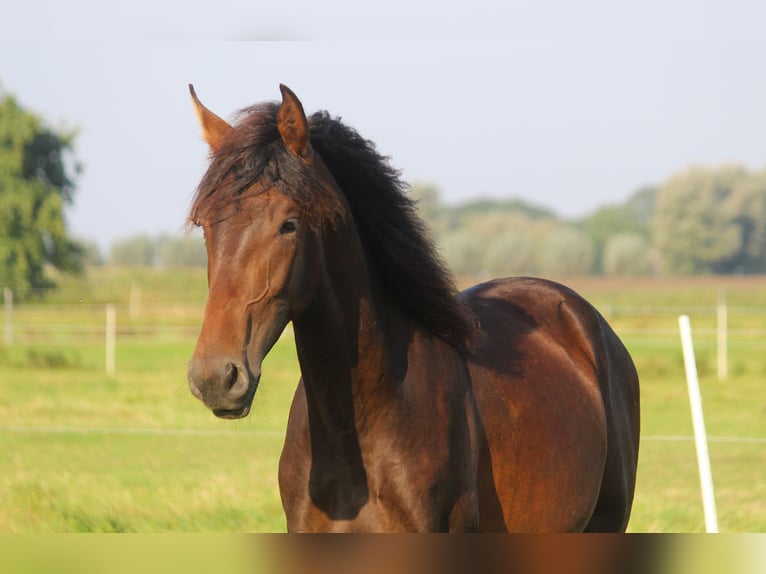 PRE Croisé Étalon 2 Ans 167 cm Bai brun in Wremen