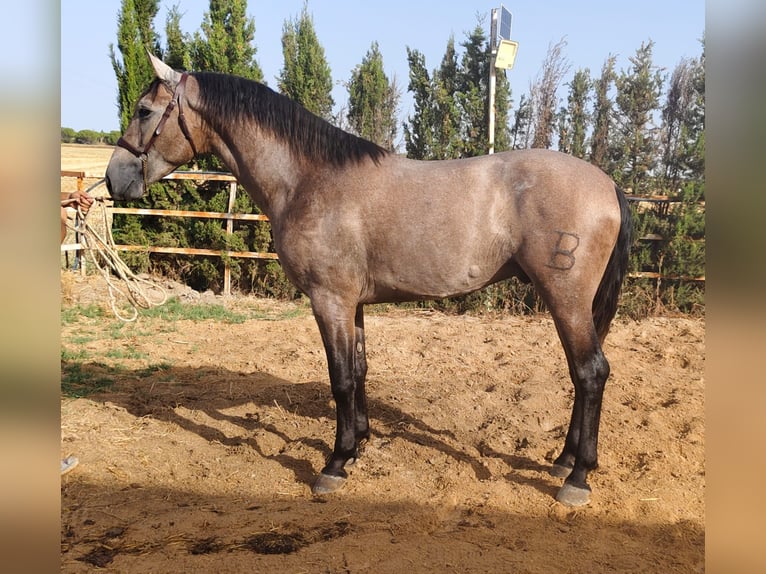 PRE Étalon 2 Ans 167 cm Gris in Trebujena