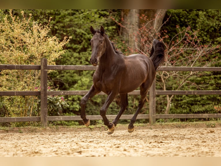 PRE Croisé Étalon 2 Ans 167 cm Noir in Hümmel