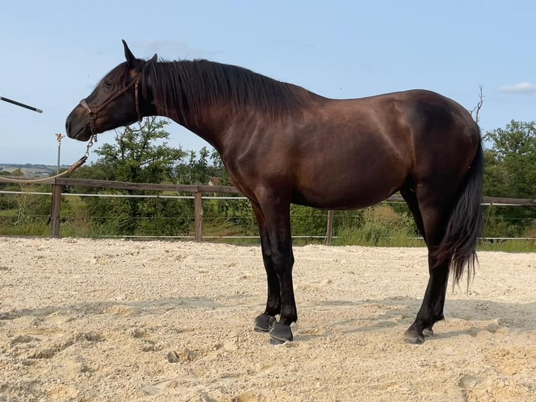 PRE Croisé Étalon 2 Ans 167 cm Noir in Saint santin de maurs