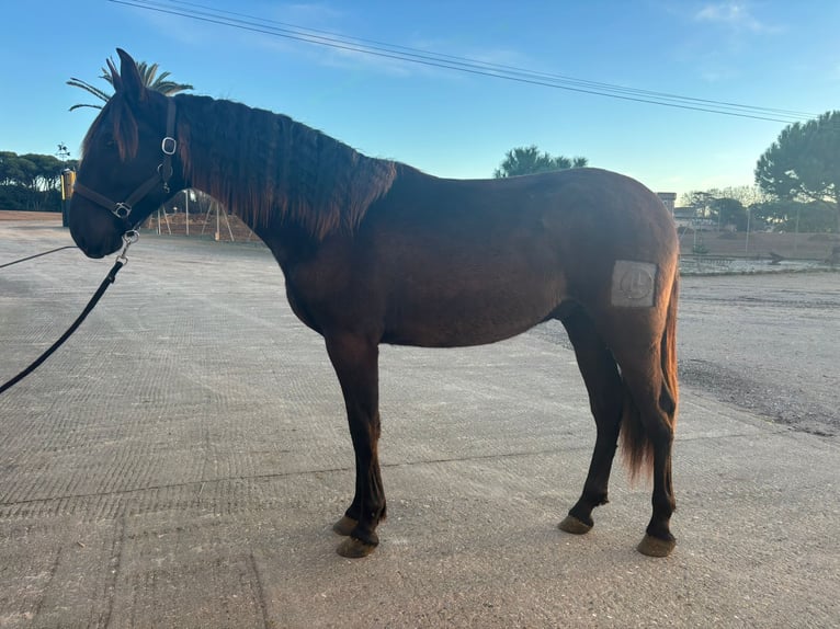 PRE Croisé Étalon 2 Ans 167 cm Noir in Hamburg