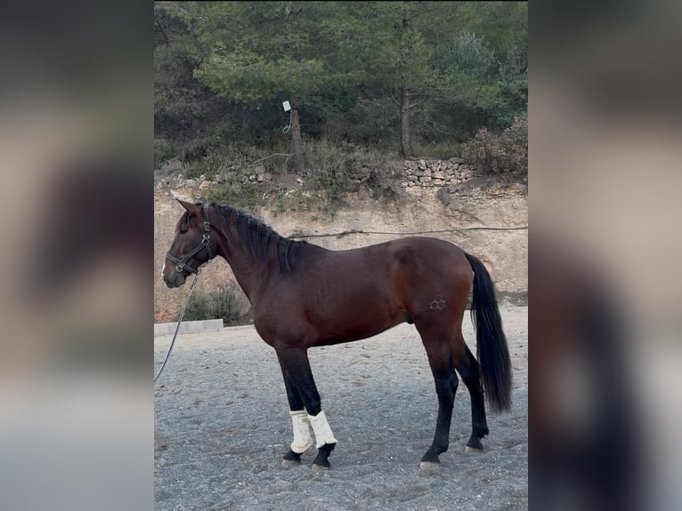 PRE Croisé Étalon 2 Ans 168 cm Bai in Las Piñas