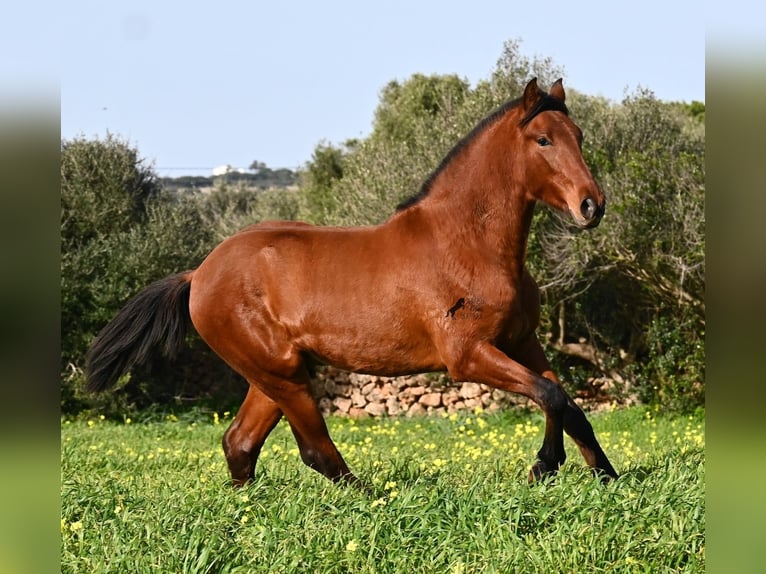 PRE Croisé Étalon 2 Ans 168 cm Bai in Menorca