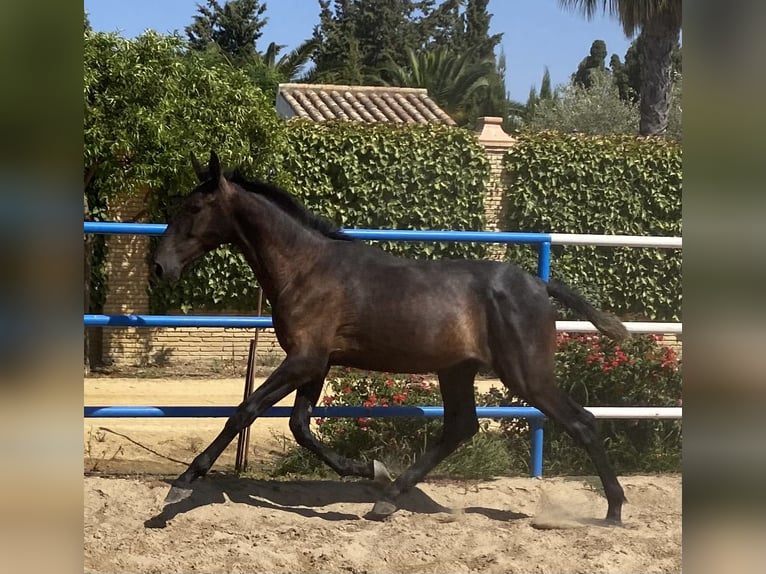PRE Croisé Étalon 2 Ans 168 cm Gris in Fuentes De Andalucia
