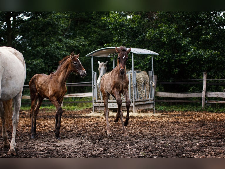 PRE Étalon 2 Ans 168 cm Gris in Leipe