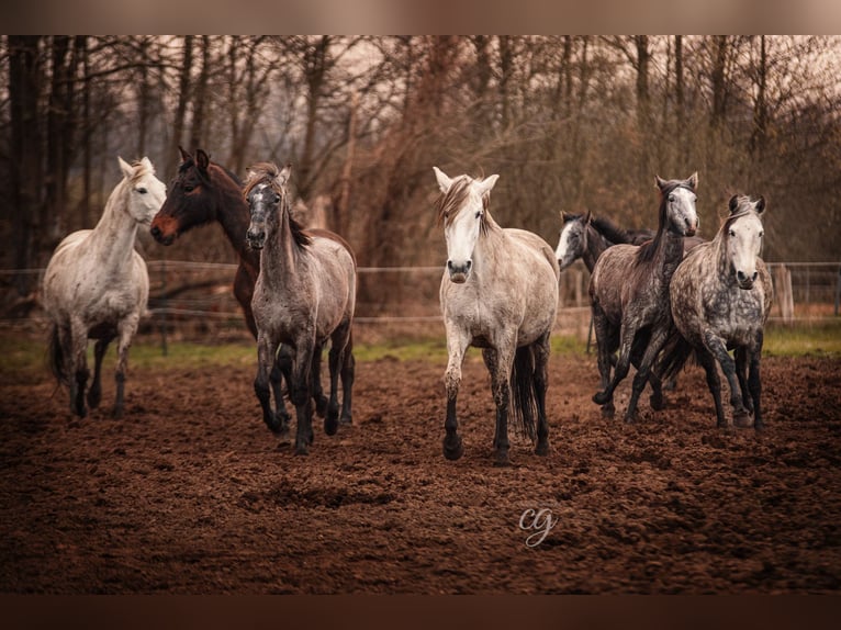 PRE Étalon 2 Ans 168 cm Gris in Leipe