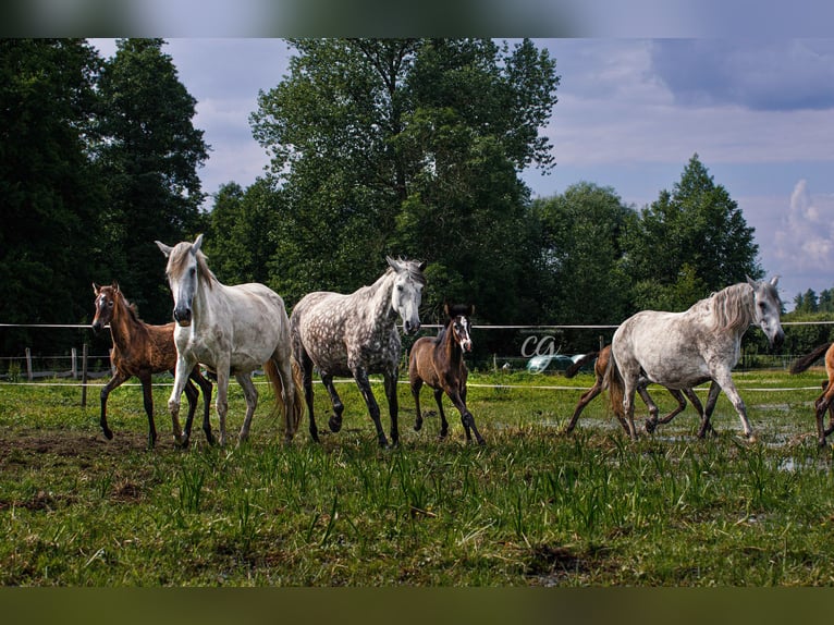 PRE Étalon 2 Ans 168 cm Gris in Leipe