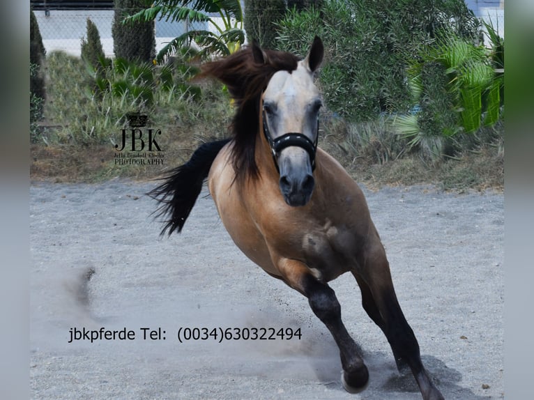 PRE Croisé Étalon 2 Ans 168 cm Isabelle in Tabernas Almeria
