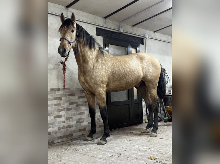 PRE Étalon 2 Ans 169 cm Isabelle in Arevalo