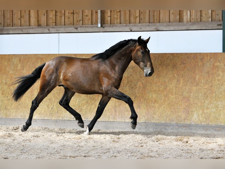 PRE Étalon 2 Ans 170 cm Bai in Waldhölzbach