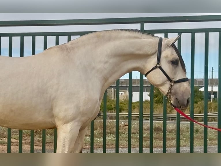 PRE Croisé Étalon 2 Ans 170 cm Buckskin in Santa Perpetua de Mogoda