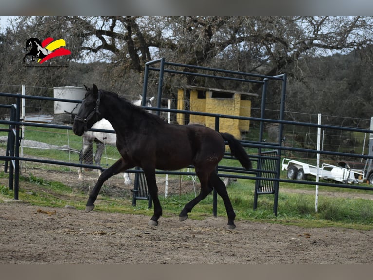 PRE Étalon 2 Ans 170 cm Noir in El Real De La Jara, Sevilla