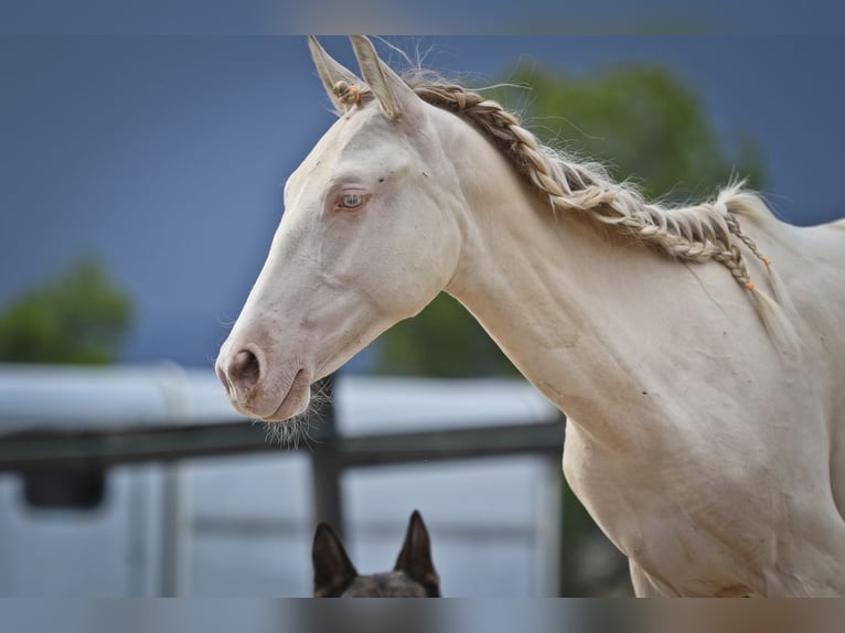 PRE Croisé Étalon 2 Ans 172 cm Perlino in Alcoi/Alcoy