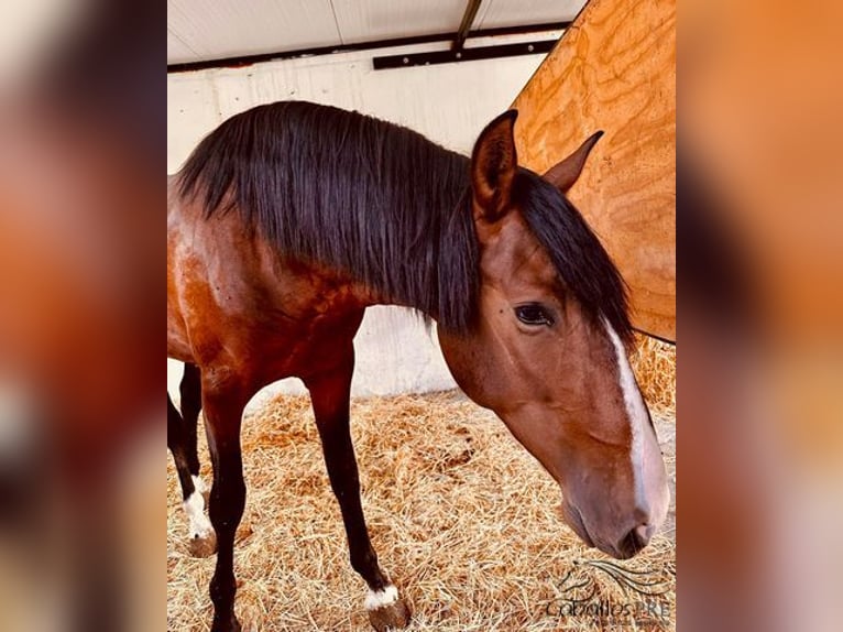 PRE Croisé Étalon 2 Ans 174 cm Bai in Malaga