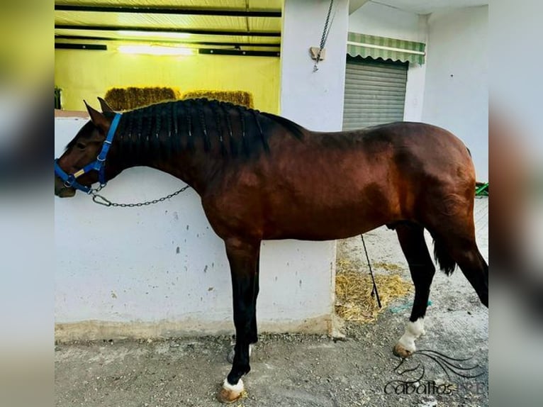 PRE Croisé Étalon 2 Ans 174 cm Bai in Malaga