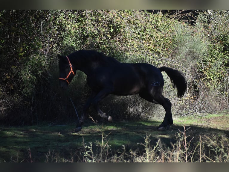 PRE Étalon 2 Ans 174 cm Noir in El Real De La Jara
