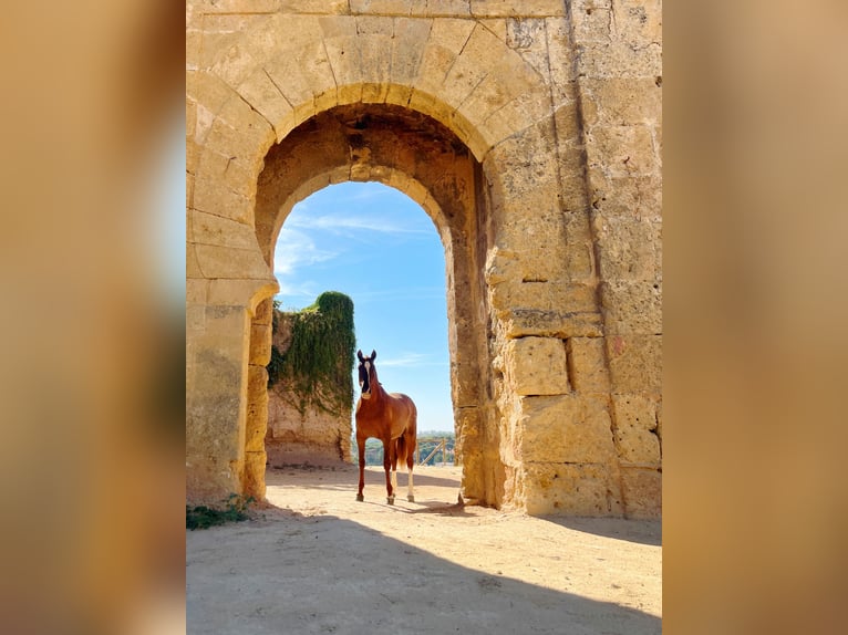 PRE Étalon 2 Ans Alezan in Sevilla