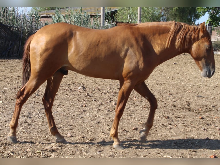 PRE Étalon 2 Ans Alezan in Alicante