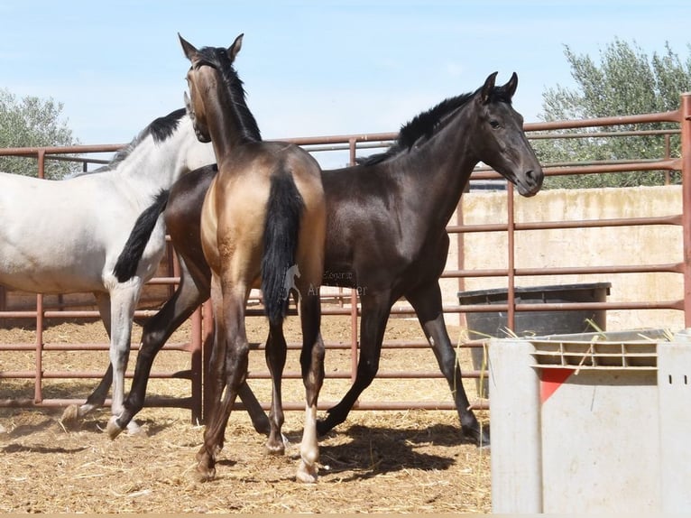 PRE Étalon 2 Ans Bai brun in Provinz Granada