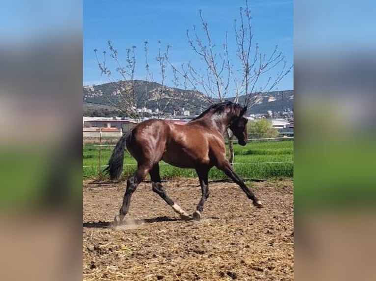 PRE Étalon 2 Ans Bai in Puertollano