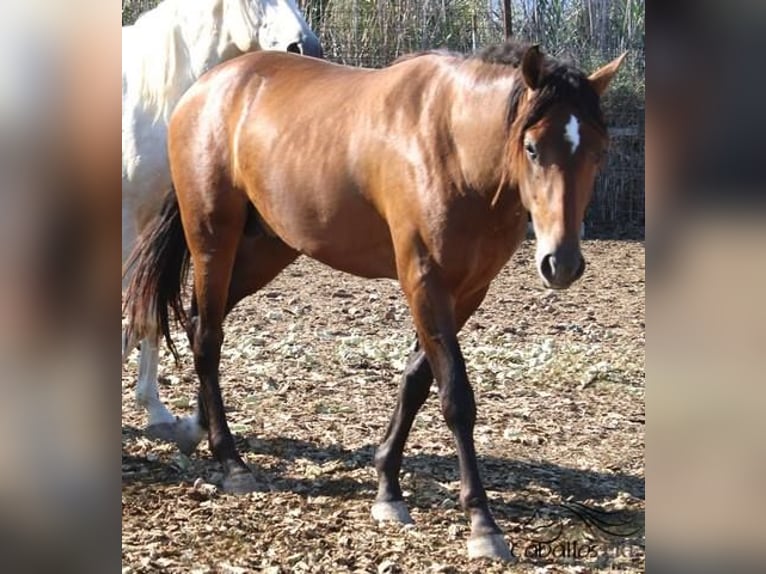 PRE Étalon 2 Ans Bai in Alicante