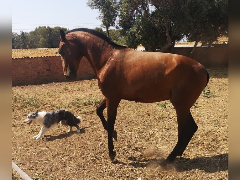 PRE Étalon 2 Ans Bai clair in El Vendrell