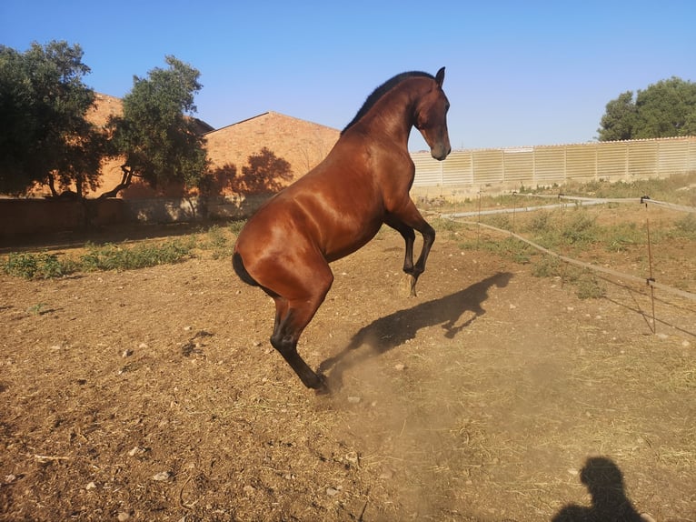 PRE Étalon 2 Ans Bai clair in El Vendrell
