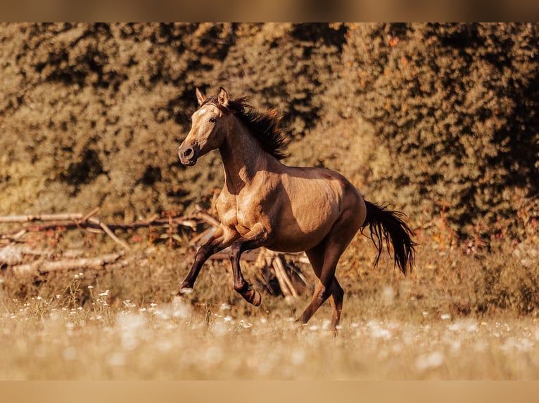 PRE Étalon 2 Ans Buckskin in Klagenfurt,11.Bez.:St. Ruprecht