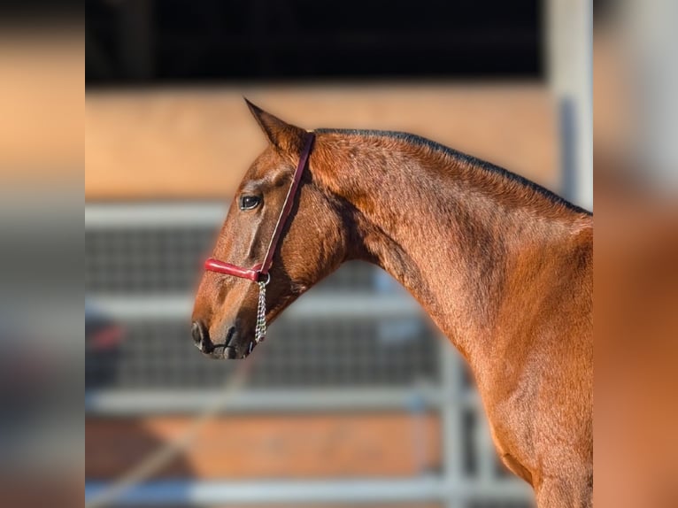 PRE Croisé Étalon 2 Ans in CAUMONT