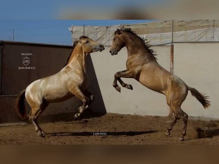 PRE Croisé Étalon 2 Ans in Almeria