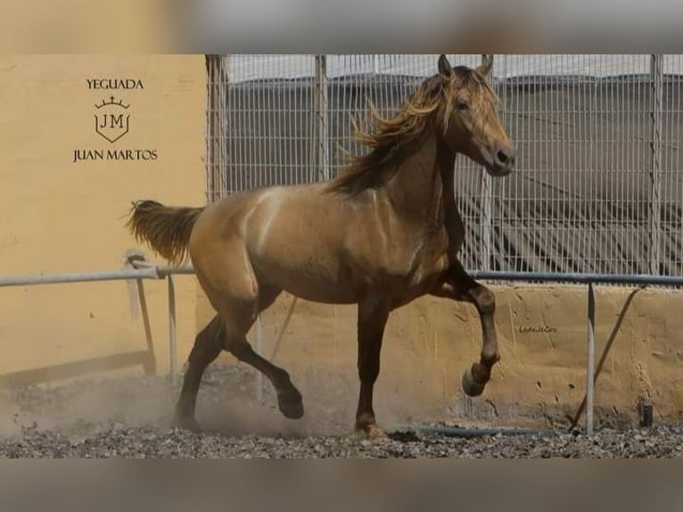 PRE Croisé Étalon 2 Ans in Almeria