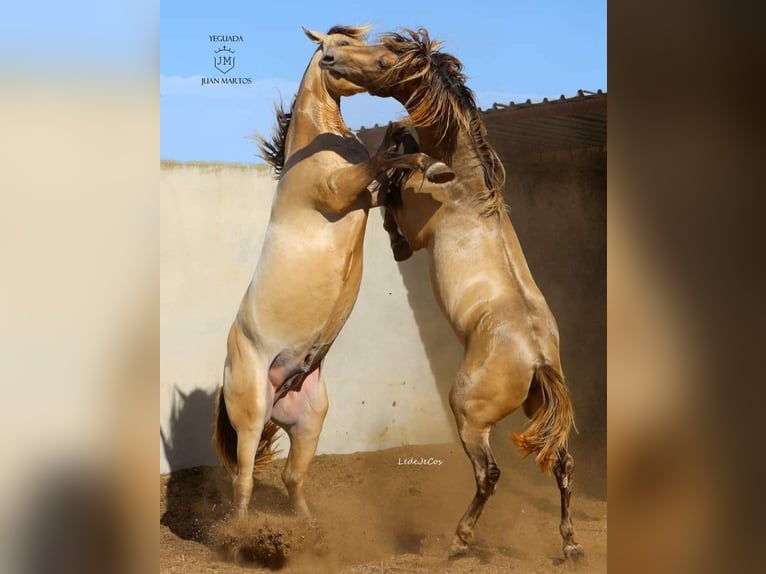 PRE Croisé Étalon 2 Ans in Almeria