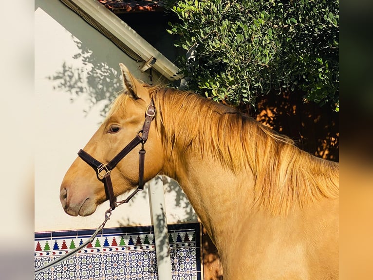 PRE Croisé Étalon 2 Ans in Almafra (Zona)