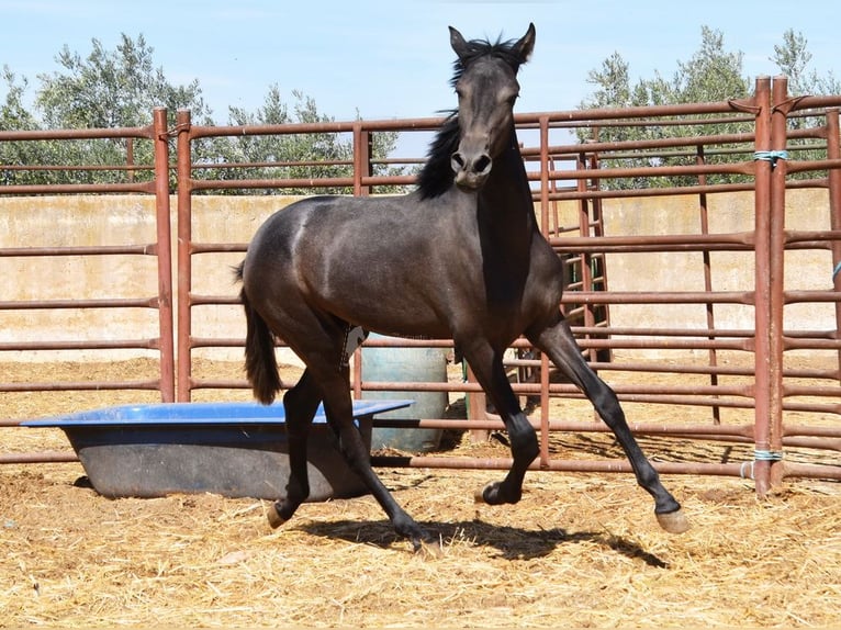 PRE Étalon 2 Ans Gris in Provinz Granada