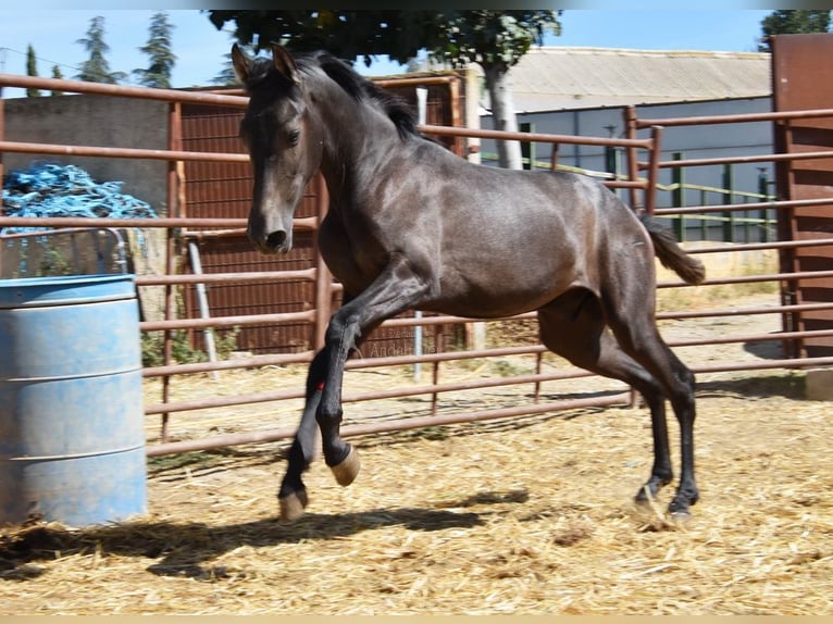 PRE Étalon 2 Ans Gris in Provinz Granada