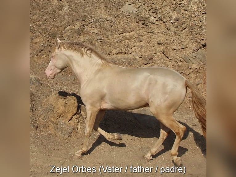 PRE Étalon 2 Ans Gris in Provinz Granada