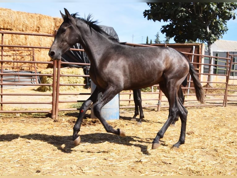 PRE Étalon 2 Ans Gris in Provinz Granada