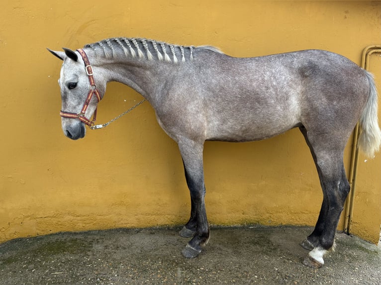 PRE Croisé Étalon 2 Ans Gris in Ciudad Rodrigo