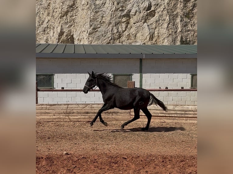 PRE Étalon 2 Ans Gris in Fuendetodos