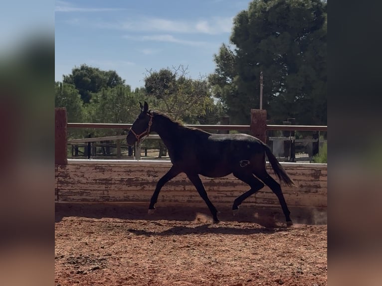 PRE Étalon 2 Ans Gris in Fuendetodos