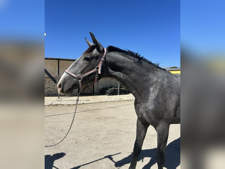 PRE Croisé Étalon 2 Ans Gris in Madrid