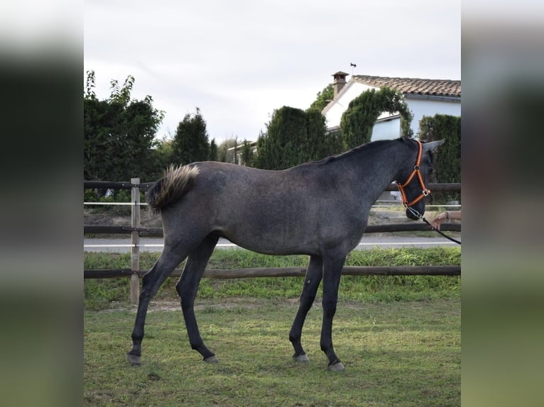 PRE Étalon 2 Ans Gris in Terrassa