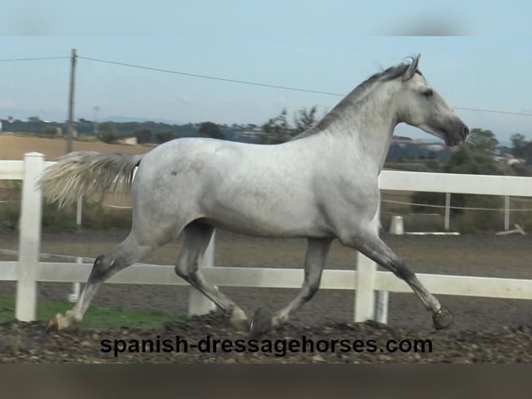 PRE Étalon 2 Ans Gris in Barcelona