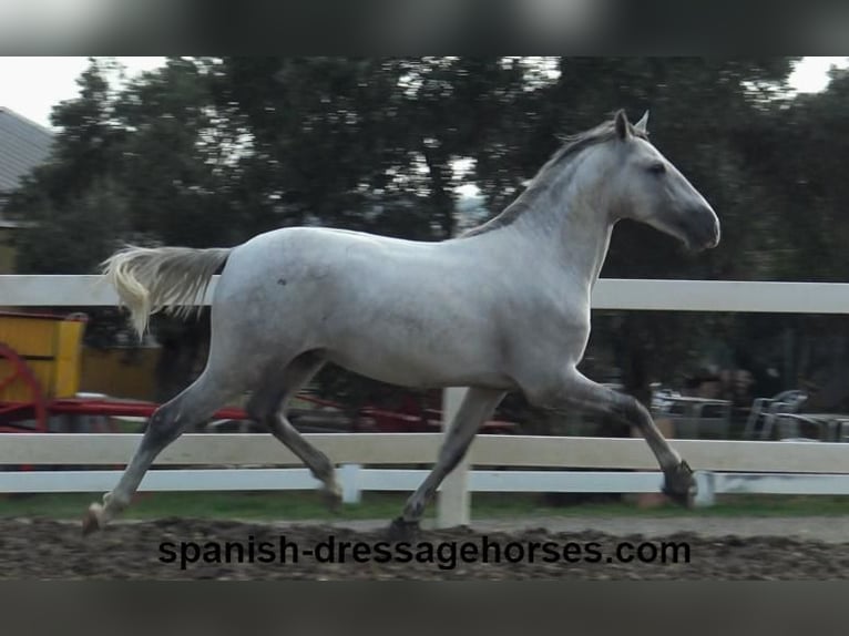 PRE Étalon 2 Ans Gris in Barcelona